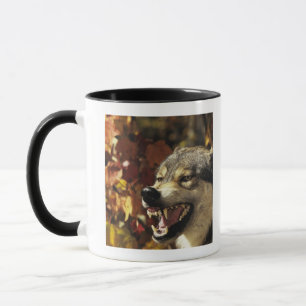 Wolf (Canis Lupus) verwirrend, Headshot, mit Tasse