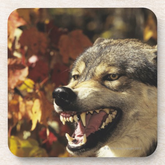 Wolf (Canis Lupus) verwirrend, Headshot, mit Untersetzer (Vorderseite)