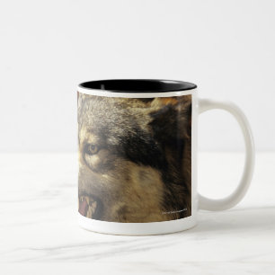 Wolf (Canis Lupus) verwirrend, Headshot, mit Zweifarbige Tasse