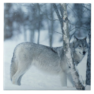 Wolf (Canis Lupus) während des Winters Fliese
