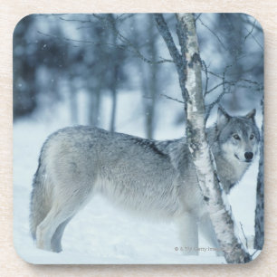 Wolf (Canis Lupus) während des Winters Getränkeuntersetzer