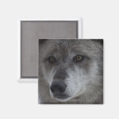 Wolf (Canus lupus) vom Yellowstone National Magnet (Vorderseite/Rückseite)