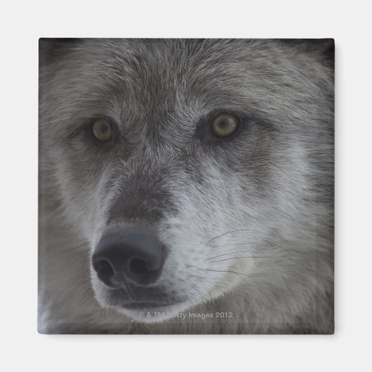 Wolf (Canus lupus) vom Yellowstone National Magnet (Vorne)