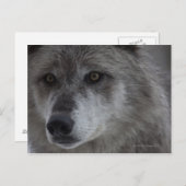 Wolf (Canus lupus) vom Yellowstone National Postkarte (Vorne/Hinten)