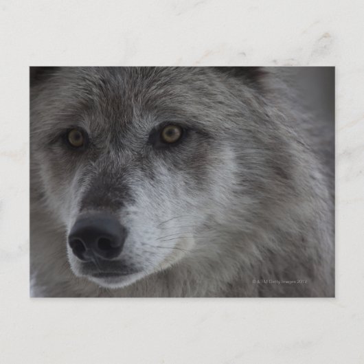Wolf (Canus lupus) vom Yellowstone National Postkarte (Vorderseite)