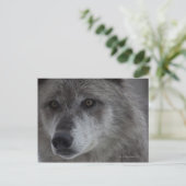 Wolf (Canus lupus) vom Yellowstone National Postkarte (Stehend Vorderseite)