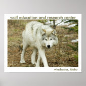 Wolf Center Poster (Vorne)
