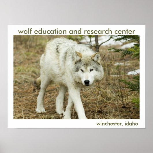 Wolf Center Poster (Vorne)