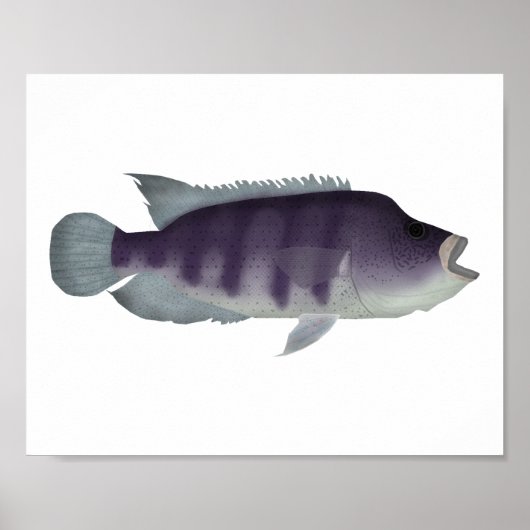 Wolf Cichlid Poster (Vorne)