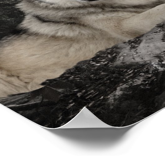 Wolf Creek Brook Forest Landschaft Poster (Ecke)