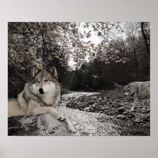 Wolf Creek Brook Forest Landschaft Poster (Vorne)