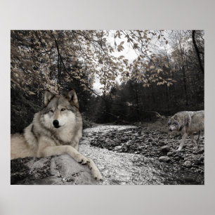 Wolf Creek Brook Waldlandschaft Poster