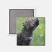 Wolf Cub Howling Magnet (Vorderseite/Rückseite)