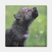Wolf Cub Howling Magnet (Vorne)