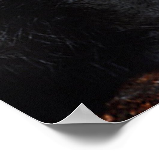 Wolf Cub Howling Poster (Ecke)