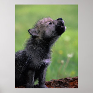 Wolf Cub Howling Poster