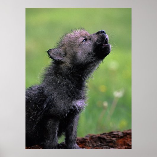 Wolf Cub Howling Poster (Vorne)