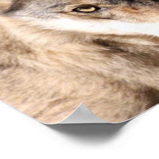 Wolf Cub Poster (Ecke)