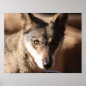 Wolf Cub Poster (Vorne)