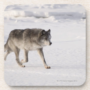 Wolf, der in den Schnee läuft Untersetzer