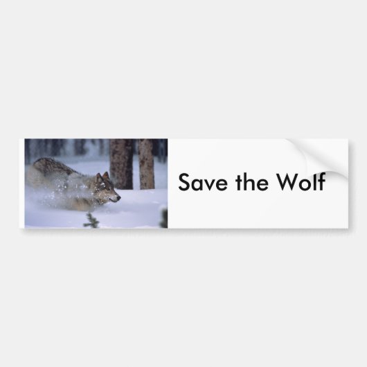 Wolf, der in Schnee läuft Autoaufkleber (Vorne)
