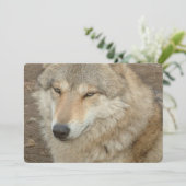 Wolf Einladung (Stehend Vorderseite)