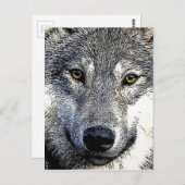 Wolf Eyes Artwork Postkarte (Vorne/Hinten)