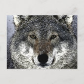 Wolf Eyes Postkarte (Vorderseite)