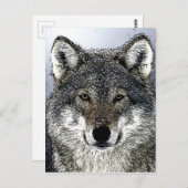 Wolf Eyes Postkarte (Vorne/Hinten)