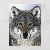 Wolf Eyes Postkarte (Vorderseite)