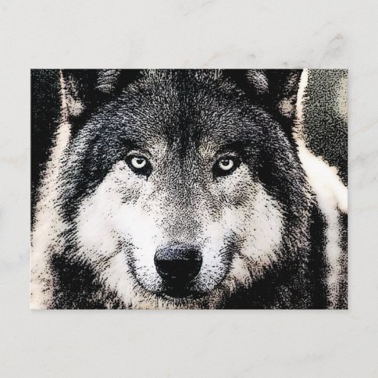 Wolf Eyes Postkarte (Vorderseite)