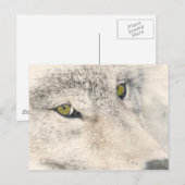 Wolf Eyes Postkarte (Vorne/Hinten)