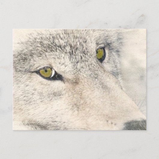 Wolf Eyes Postkarte (Vorderseite)