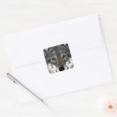 Wolf Eyes Quadratischer Aufkleber (Umschlag)