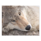 Wolf Eyes - Timber Wolf Fotodruck (Vorne)