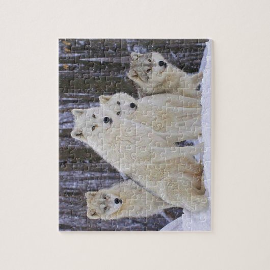 Wolf-Familie Puzzle (Vertikal)