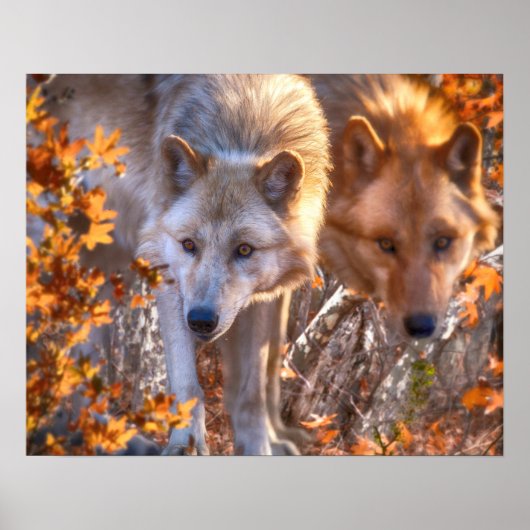 Wolf FAMILY AUTUMN Poster (Vorne)
