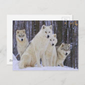 Wolf Family Postkarte (Vorne/Hinten)