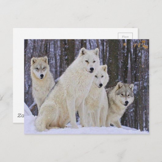 Wolf Family Postkarte (Vorne/Hinten)