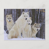 Wolf Family Postkarte (Vorderseite)