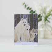 Wolf Family Postkarte (Stehend Vorderseite)