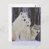 Wolf Family Postkarte (Vorne/Hinten)