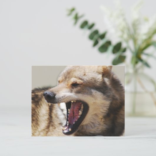 Wolf-Fangs Postkarte (Stehend Vorderseite)