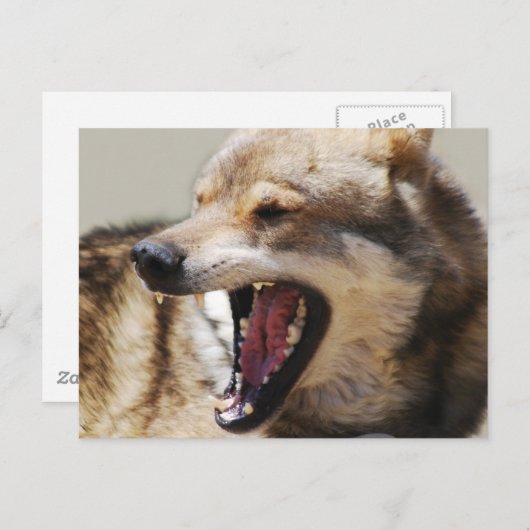 Wolf-Fangs Postkarte (Vorne/Hinten)