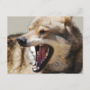 Wolf-Fangs Postkarte