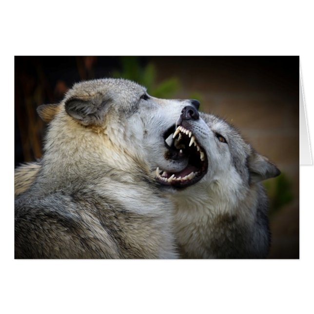 Wolf Fight (Vorderseite (Horizontal))