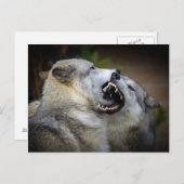 Wolf Fight Postkarte (Vorne/Hinten)