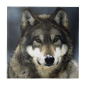 Wolf Fliese (Vorderseite)