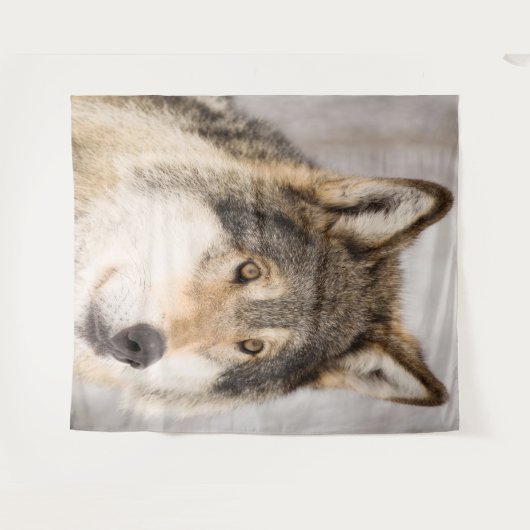 Wolf-Foto-süße Tier Wandteppich (Vorderseite (Horizontal))