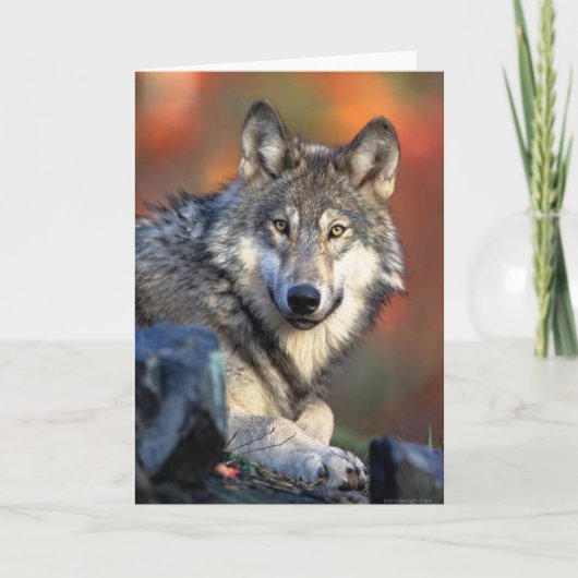 Wolf Fotograf Karte (Vorderseite)